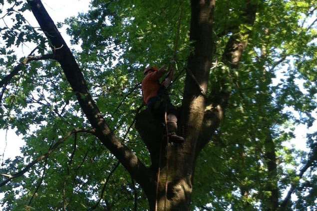 het rooien van eikenbomen